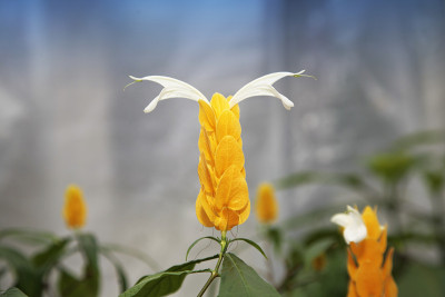 花。