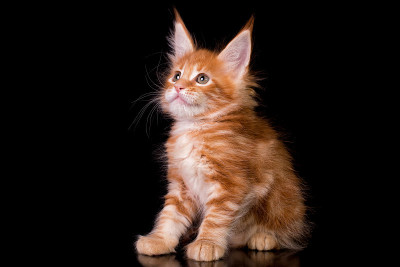 黑色背景上的缅因猫。