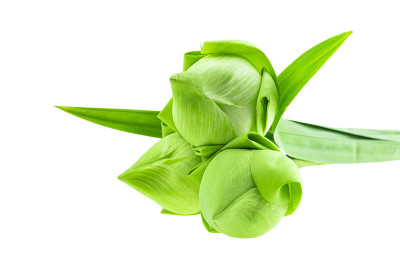 鲜绿荷花，白底