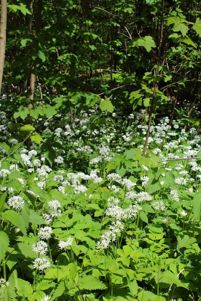 德国莱比锡河岸森林中盛开的野生熊蒜(Allium ursinum)