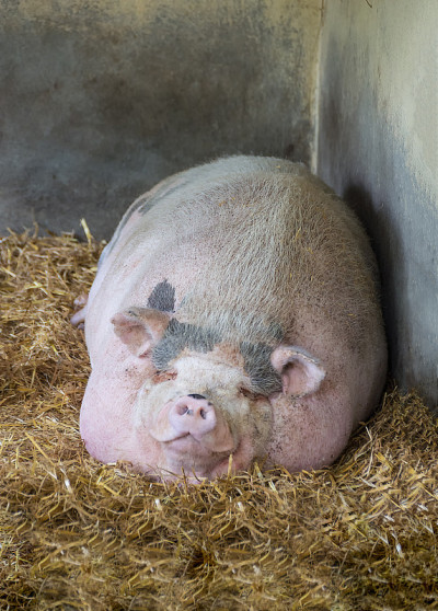 粉红越南大肚猪(Sus scrofa domesticus)睡在稻草上