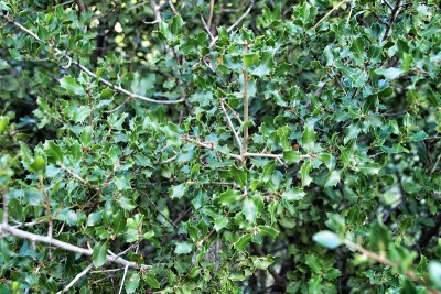 美丽的本地山毛榉植物