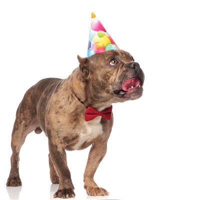 可爱的美国恶霸戴着生日帽和红色领结
