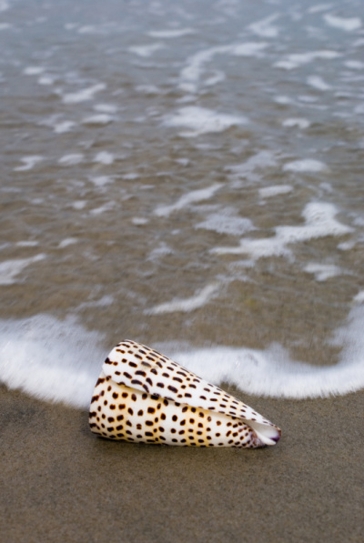 锥海贝