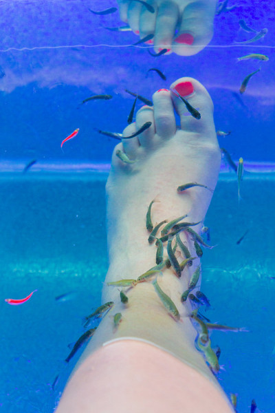 水族馆里的Garra rufa鱼治疗脚部