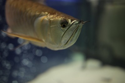 有胡子的黄色鱼在水族馆游泳。