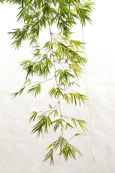 那下垂的竹枝和竹叶