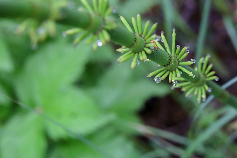 植物树干芽上的露珠