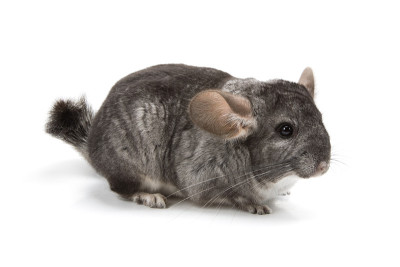 Chincilla