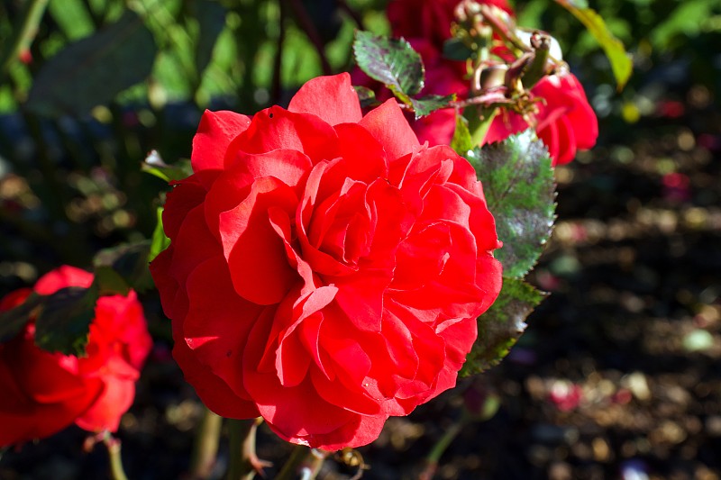 红花Europeana玫瑰，学名Rosa Polyantha against green garde