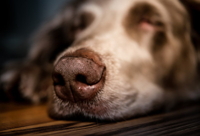 睡眠犬品种魏玛猎犬