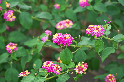 卡马拉Lantana
