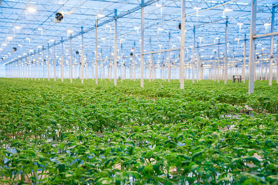 在大型工业温室内，成排的番茄种植