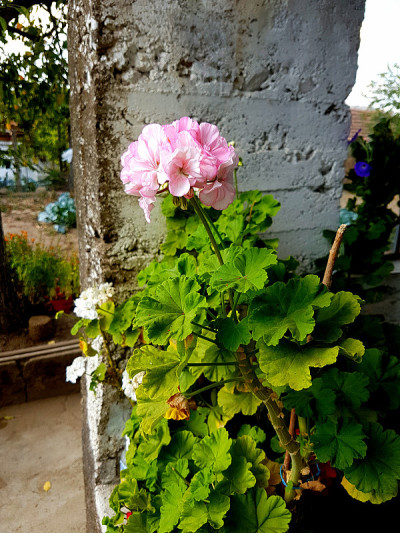 花
