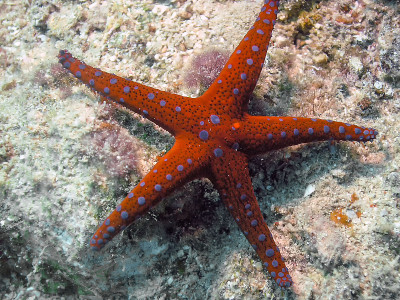 Ghardaqa Sea Star (Fromia ghardaqana)