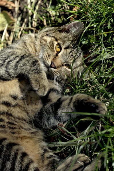 可爱的猫