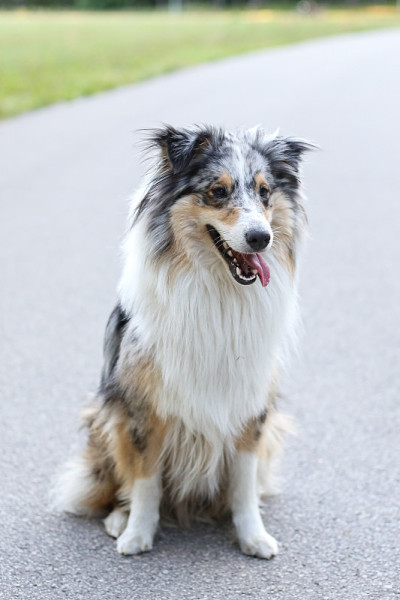 设得兰牧羊犬雪莉坐在柏油路上的公园里。