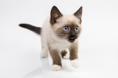 暹罗小猫站在白色的桌子上