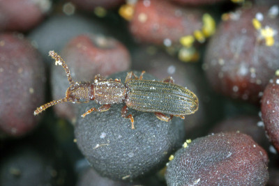 锯齿粒甲虫(Oryzaephilus surinamensis)是一种来自Silvanidae的昆虫