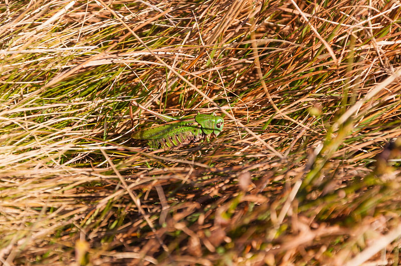 草丛中的疣虫(Decticus Verrucivorus)