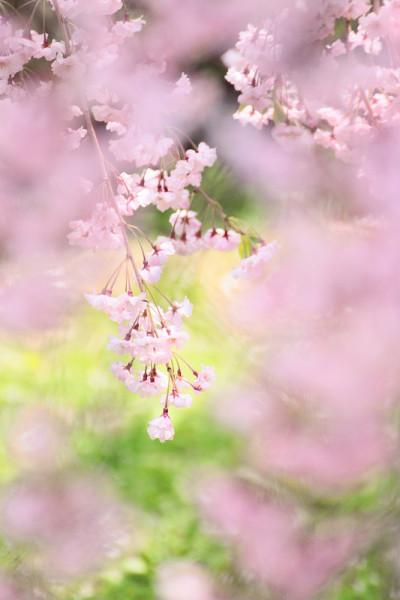 樱花盛开