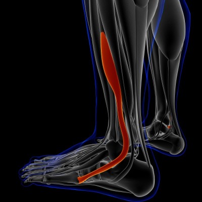 医用概念腓骨短肌解剖3D插图