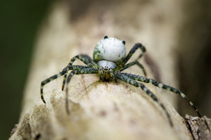 Cyrtophora Moluccensis Spider(雄性)(Doleschall, 1857