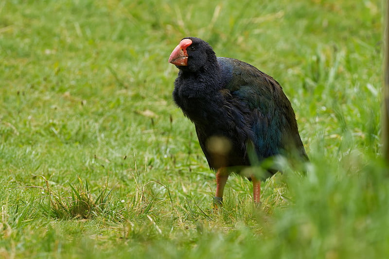 来自新西兰的Takahe - Porphyrio hochstetteri endemic母鸡