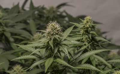 白色俄罗斯和S.A.G.E.品种大麻花下LED灯