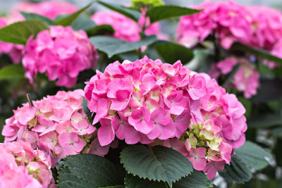 绣球花macrophylla
