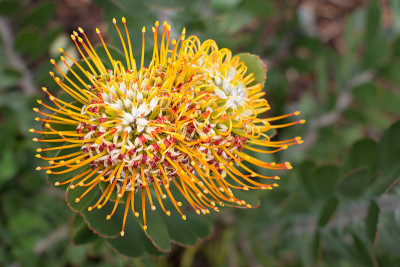 黄色针垫Protea