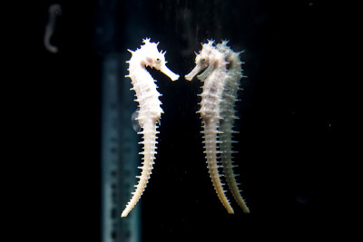 泰国普吉岛水族馆里的海马倒影