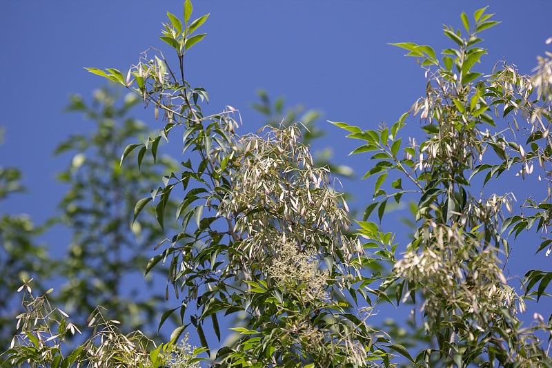 白蜡树的白色花