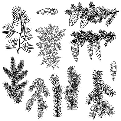 圣诞节的植物。向量速写插图。