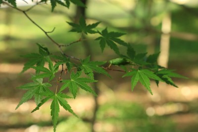 新鲜的绿枫叶
