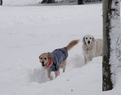 雪