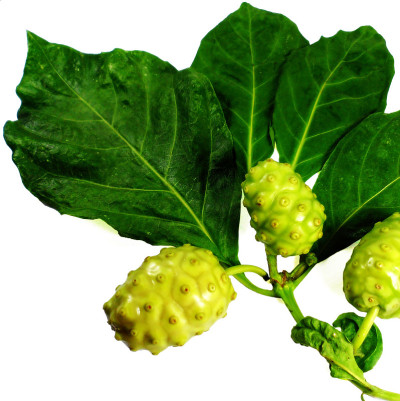 水果龙胆Noni)果实具叶孤立在白色上