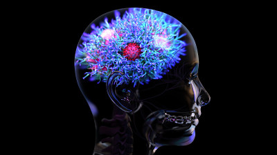 Coronavirus or viruses travel into brain through n