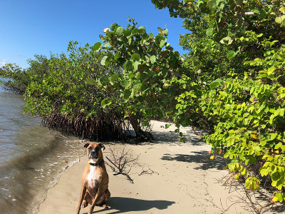 拳师犬在海滩上跳跃