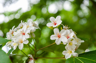 美丽的白桐花在春天盛开(桐树花)