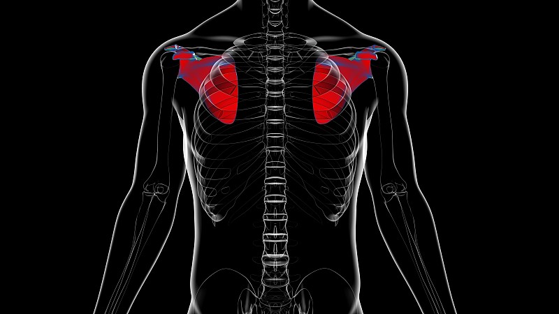 人体骨骼解剖学肩胛骨3D渲染