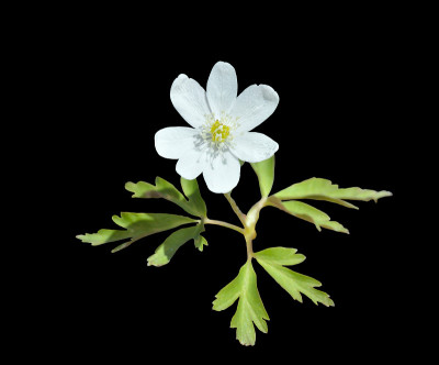 白色春花(银莲花)