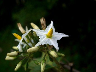 花龙葵