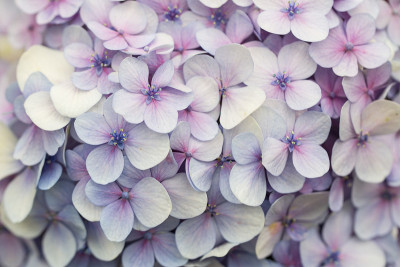 绣球花