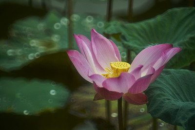莲花