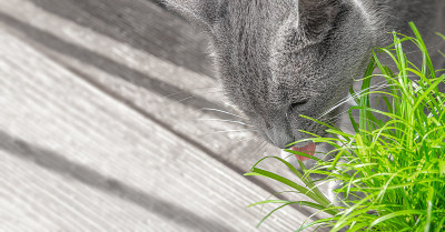 肖像家蓝色俄罗斯母猫正在吃绿色的猫草在一个锅在家阳台，与文本，细节复制空间。