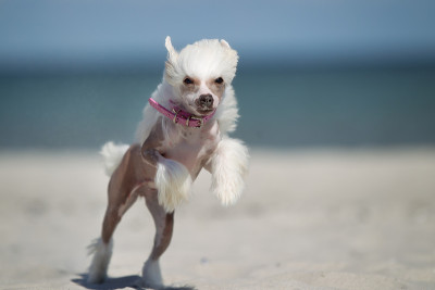 中国冠毛犬在户外奔跑