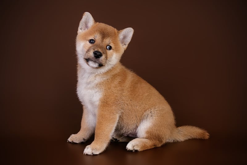 日本柴犬的彩色背景