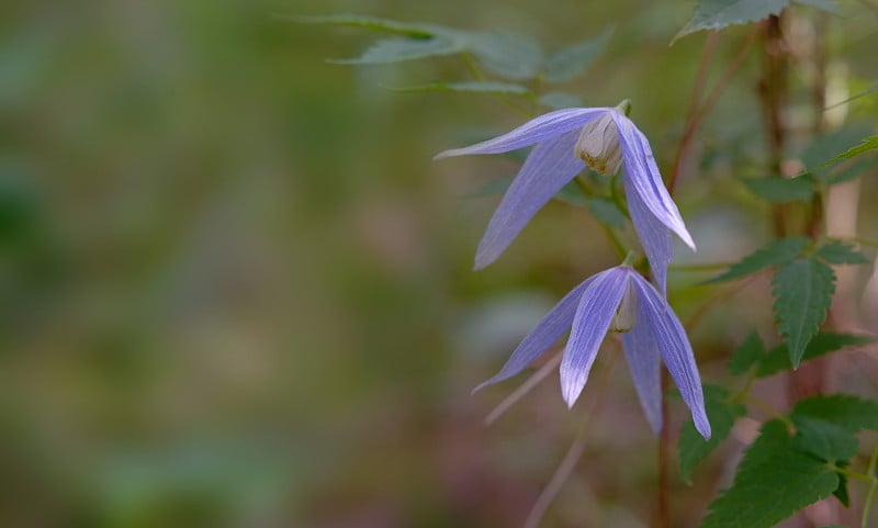 森林里一朵紫色花朵的特写