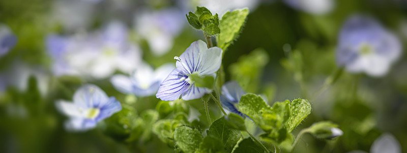 Veronica filiformis花